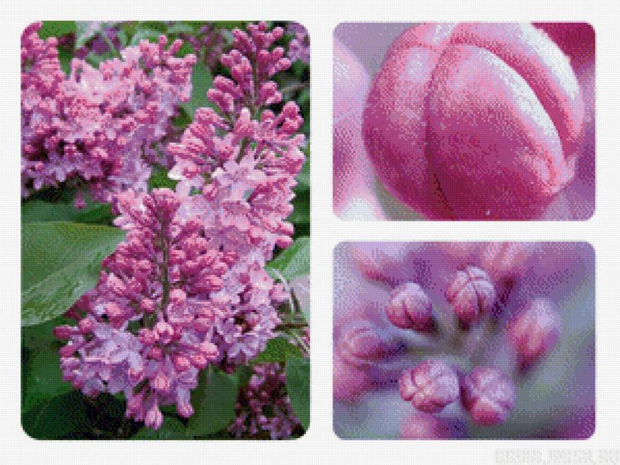 триптих серень - цветок, красота, триптих - предпросмотр