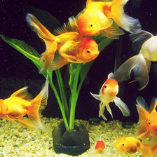 Схема вышивки «рыбки»