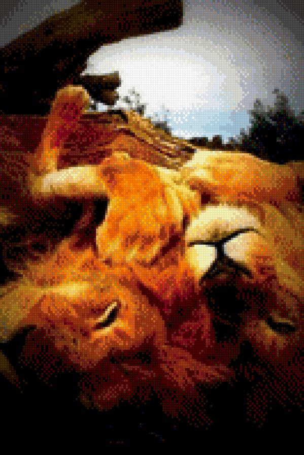 львы - предпросмотр