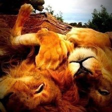 Схема вышивки «львы»