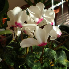 Схема вышивки «№505458»