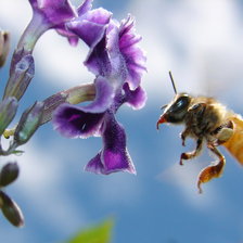 Схема вышивки «Пчела»