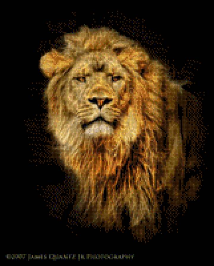 Царь зверей. - звери, лев, животные. - предпросмотр