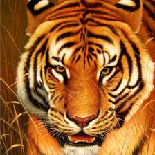 Схема вышивки «Серия "Большие кошки"»