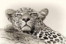 Схема вышивки «дикие кошки»