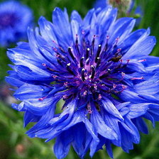 Схема вышивки «Василек»