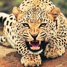 Схема вышивки «взгляд»