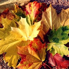 Схема вышивки «листопад»