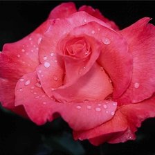 Схема вышивки «роза»