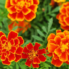 Схема вышивки «Бархатцы»