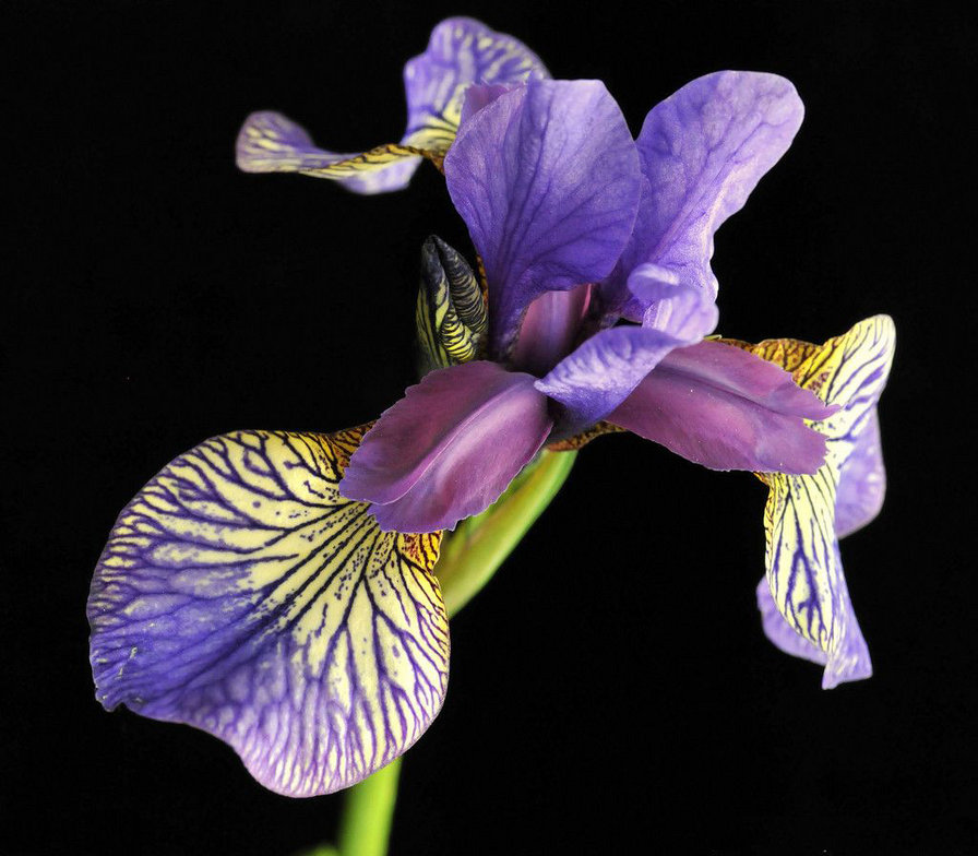 Ирис - оригинал