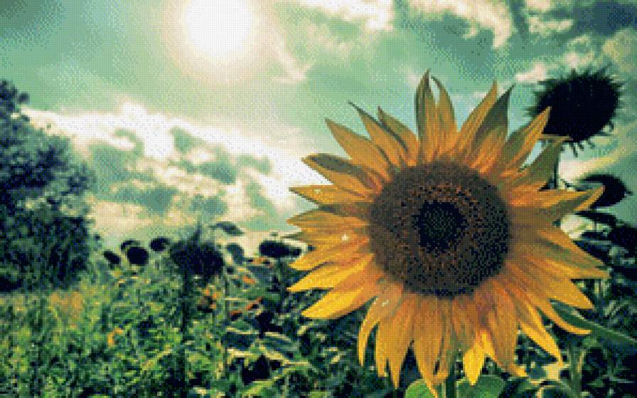Подсолнух - лето, природа, подсолнух - предпросмотр