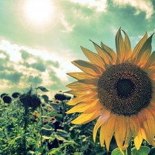 Схема вышивки «Подсолнух»