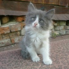 кошечка верба