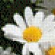 Предпросмотр схемы вышивки «ромашки» (№506500)
