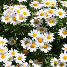 Схема вышивки «ромашки»