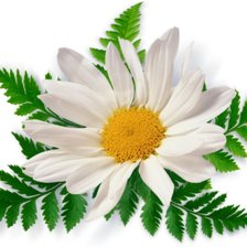 Схема вышивки «ромашка»