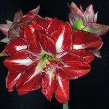 цветы на черном