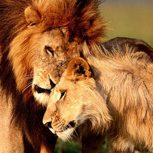 Схема вышивки «львы»