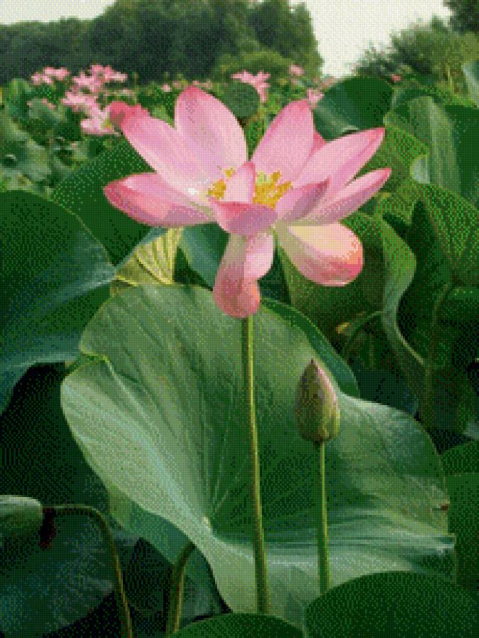 Лотос - пейзаж, цветы, восток, азия - предпросмотр