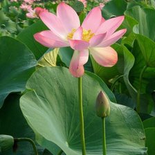 Схема вышивки «Лотос»