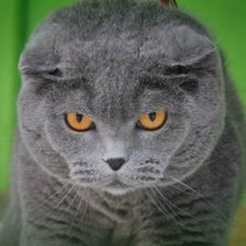 Схема вышивки «Кот»