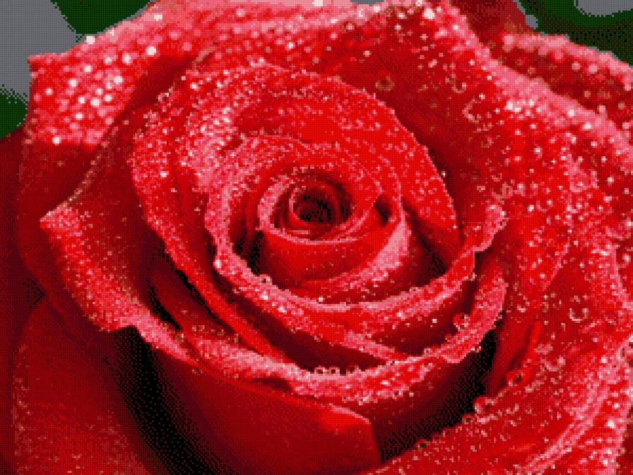 Роса на розе - предпросмотр