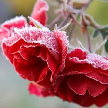 Схема вышивки «Розы»