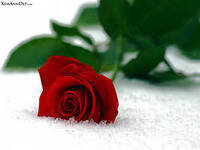 Схема вышивки «роза на снегу»