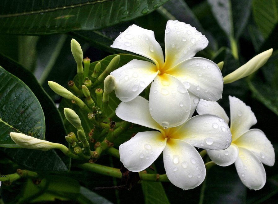 цветы - белые цветы, экзотические цветы, роса, цветы - оригинал