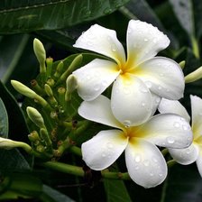 Схема вышивки «цветы»