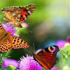 Схема вышивки «бабочки»