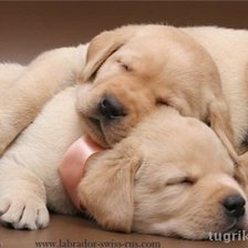 Схема вышивки «щенки лабрадора»