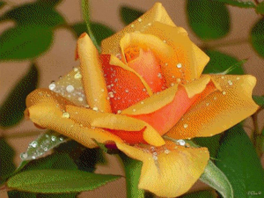 Розочка - цветы, природа - предпросмотр