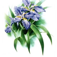 Схема вышивки «Ирисы»