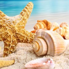 Схема вышивки «Морская звезда с ракушками»