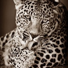 Схема вышивки «леопард»