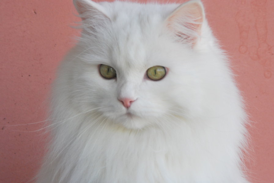 Беломор - белый кот - оригинал