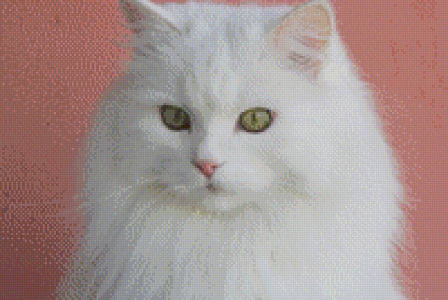 Беломор - белый кот - предпросмотр