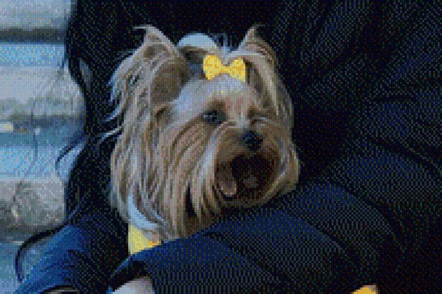 Йорк - йоркширский терьер, собака - предпросмотр