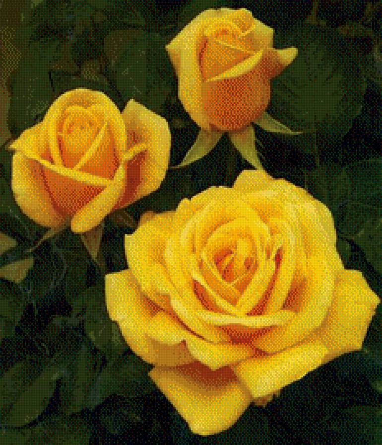 Розы желтые - букет, розы - предпросмотр