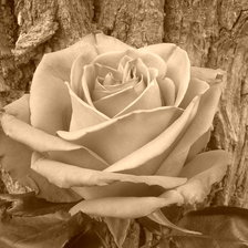 Схема вышивки «роза»