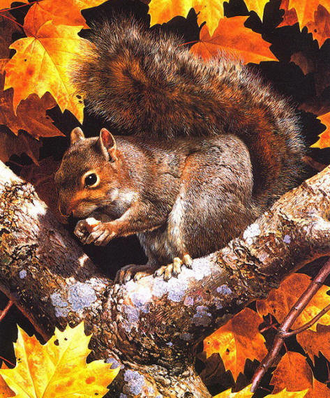 белка - оригинал