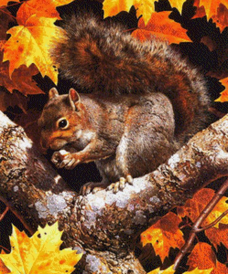 белка - предпросмотр