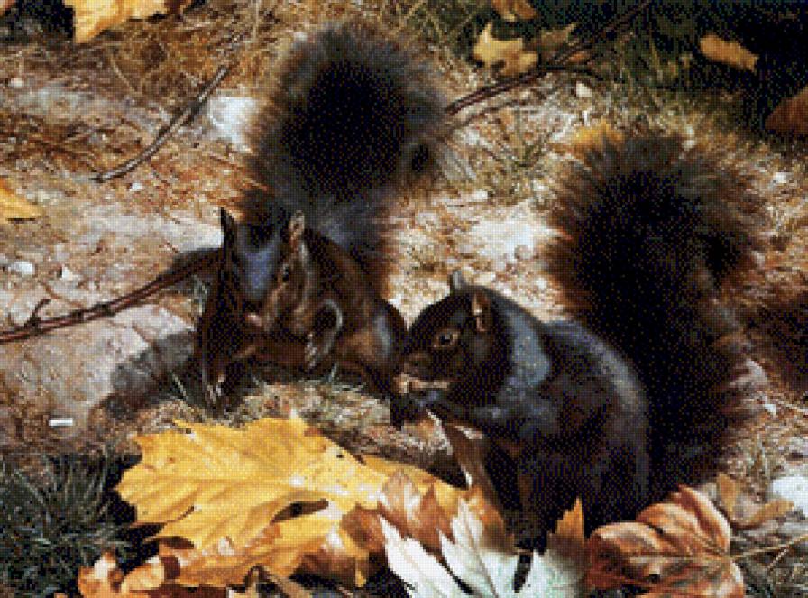 белочки - предпросмотр