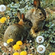 зайки на лужайке