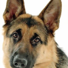 Схема вышивки «овчарка»