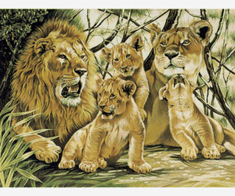 Львы. - львиная семья, львы. - предпросмотр