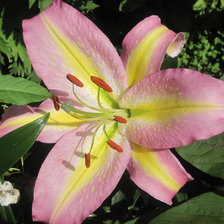 Схема вышивки «Лилия»