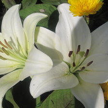 Белые лилии